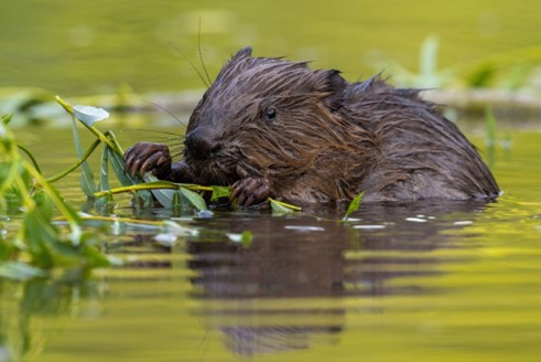 A beaver in a river