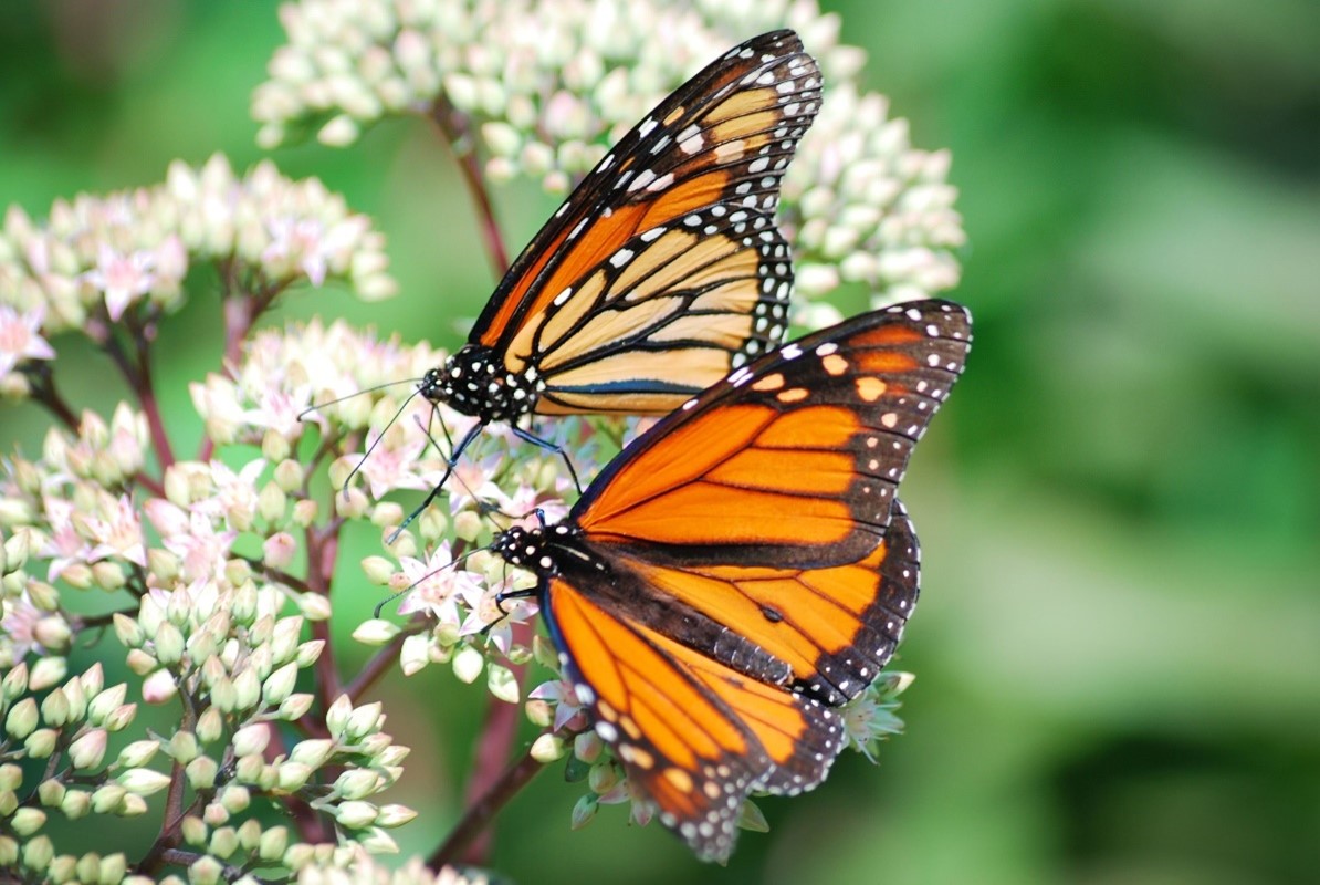 A monarch butterfly on a flower